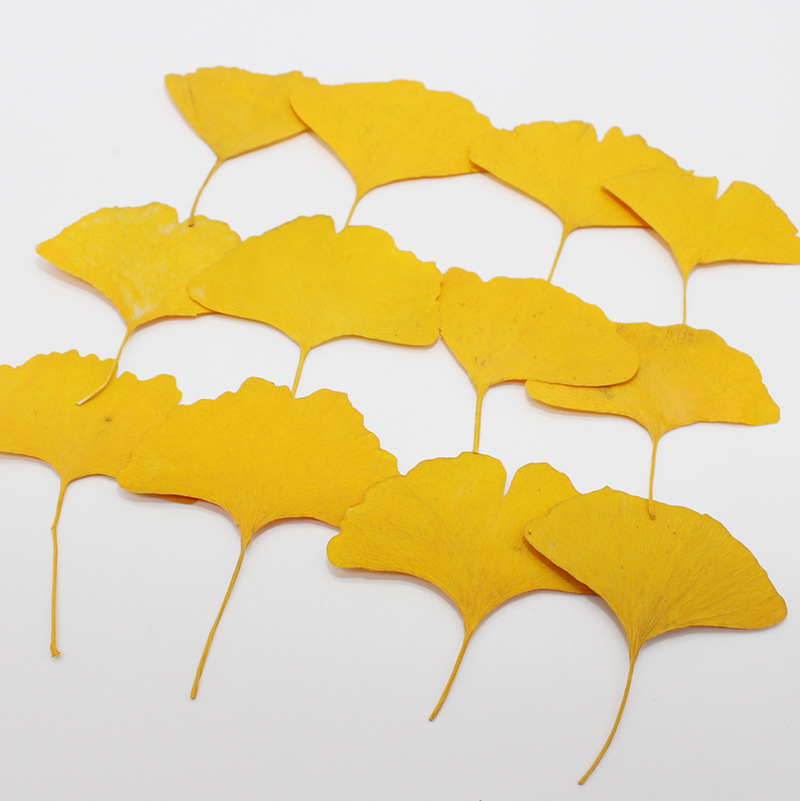 Yellow Phone Accessories - 60 piezas de hojas de Ginkgo