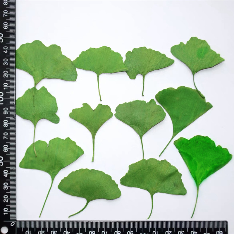 60 piezas de hojas de Ginkgo B - Yellow Phone Accessories reseña y precio