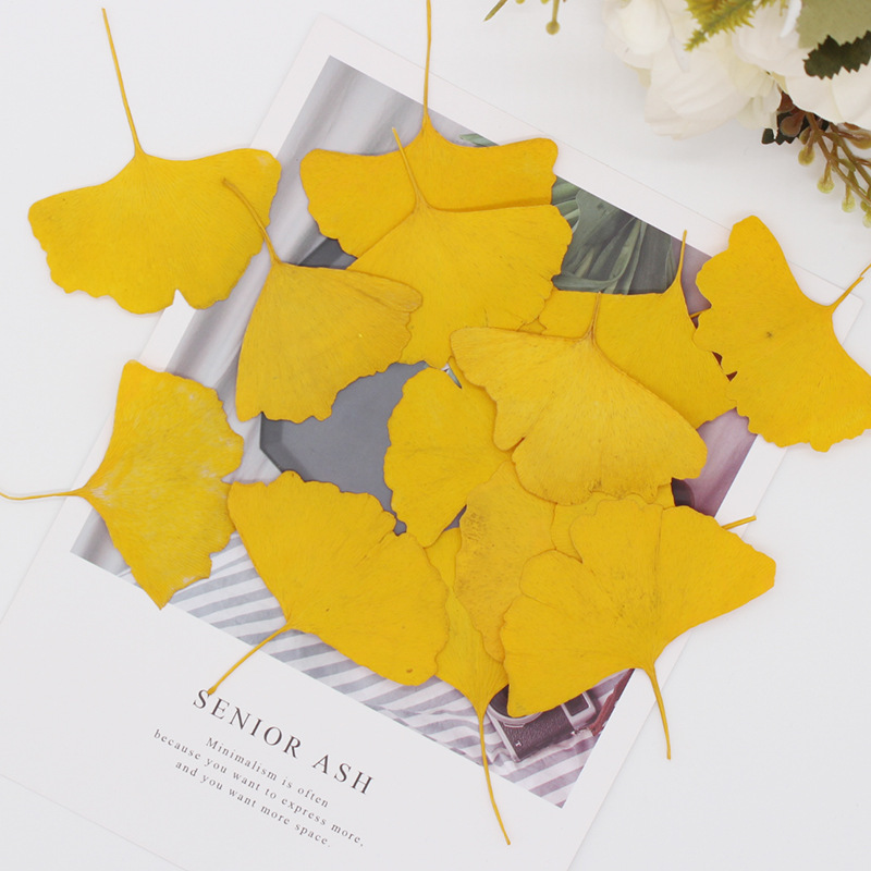 60 piezas de hojas de Ginkgo B - Yellow Phone Accessories reseña y precio
