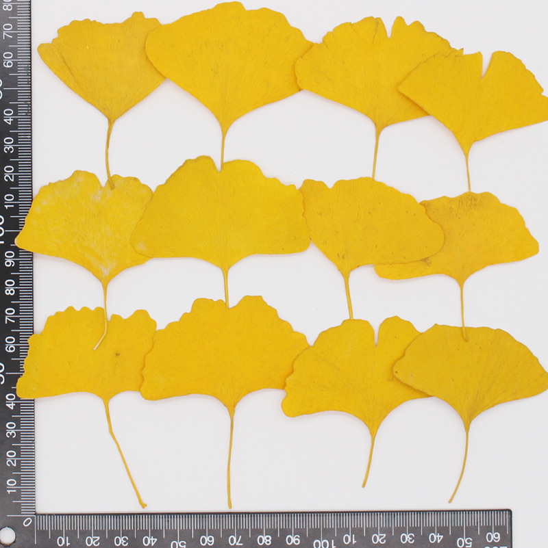 60 piezas de hojas de Ginkgo B - Yellow Phone Accessories reseña y precio